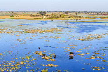 Aerial view of African buffalo (Cape Buffalo) (Syncerus caffer), Macatoo, Okavango Delta, Botswana, Africa