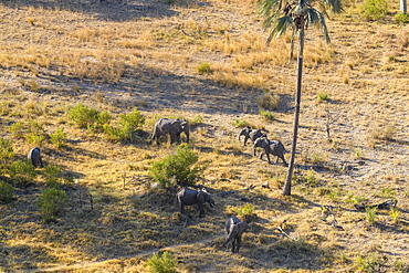 Aerial view of African Elephant (Loxodonta africana) from helicopter, Macatoo, Okavango Delta, Botswana, Africa