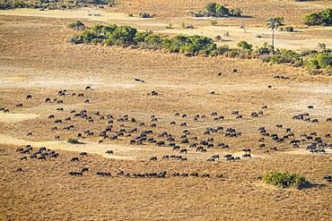 Aerial view of a herd of African buffalo (Cape Buffalo) (Syncerus caffer), Macatoo, Okavango Delta, Botswana, Africa