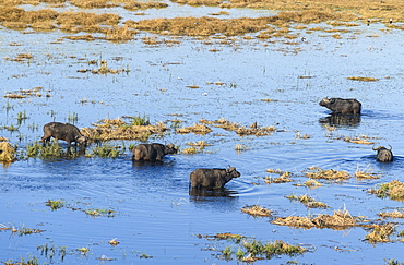 Aerial view of African buffalo (Cape Buffalo) (Syncerus caffer), Macatoo, Okavango Delta, Botswana, Africa