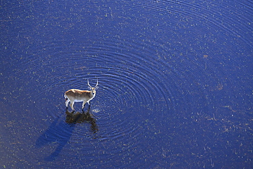 Aeiral view of Red Lechwe (Southern Lechwe) (Kobus leche) standing in water, Macatoo, Okavango Delta, Botswana, Africa