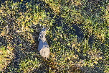 Aerial view of African Elephant (Loxodonta africana) amongst Papyrus, Macatoo, Okavango Delta, Botswana, Africa