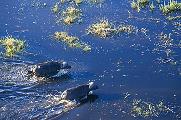 Aerial view of African buffalo (Cape Buffalo) (Syncerus caffer), Macatoo, Okavango Delta, Botswana, Africa