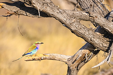 Lilac-breasted Roller (Coracias caudatus), Macatoo, Okavango Delta, Botswana, Africa