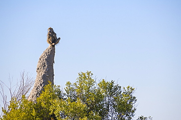 Chacma Baboon (Papio ursinus) on lookout duty sitting on a termite mound, Macatoo, Okavango Delta, Botswana, Africa