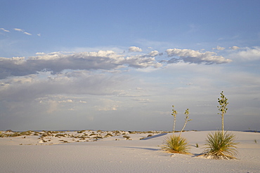 Yucca plants on a dune, White Sands National Monument, New Mexico, United States of America, North America