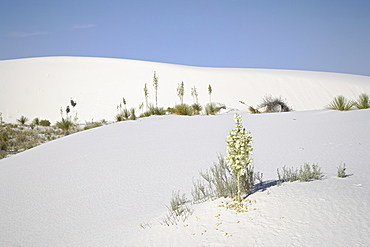 Blooming yucca plants on dunes, White Sands National Monument, New Mexico, United States of America, North America