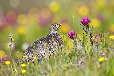 White-tailed ptarmigan (Lagopus leucurus) hen among wildflowers, Uncompahgre National Forest, Colorado, United States of America, North America