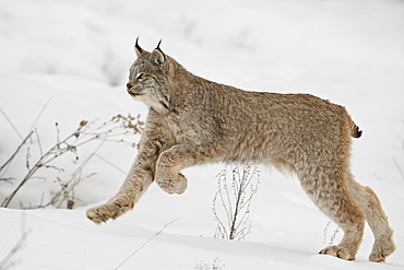 Canadian lynx (Lynx canadensis) in snow, near Bozeman, Montana, United States of America, North America