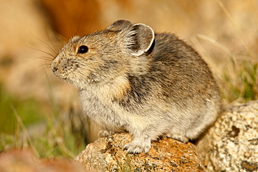 Pica (Pica pica), Shoshone National Forest, Wyoming, United States of America, North America