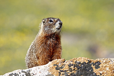 Yellowbelly marmot (Marmota flaviventris), Shoshone National Forest, Wyoming, United States of America, North America