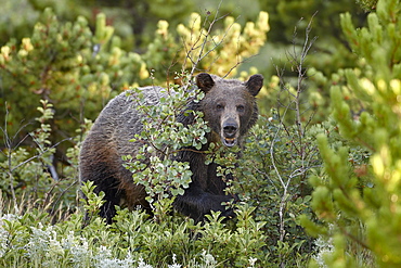 Grizzly bear (Ursus horribilis), Glacier National Park, Montana, United States of America, North America