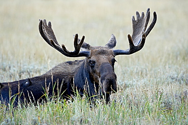 Bull moose (Alces alces), Roosevelt National Forest, Colorado, United States of America, North America