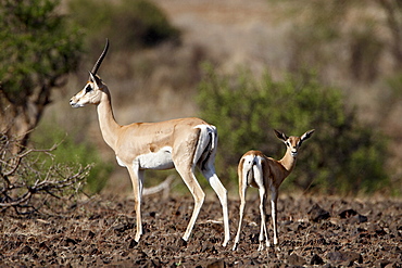 Grant's gazelle (Gazella granti) female and calf, Samburu National Reserve, Kenya, East Africa, Africa