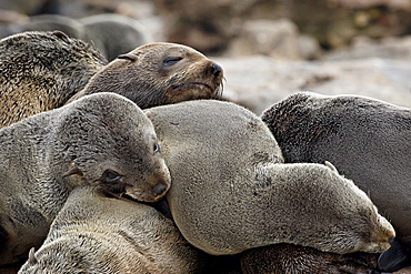 Cluster of Cape fur seal (South African fur seal) (Arctocephalus pusillus), Elands Bay, Western Cape Province, South Africa, Africa