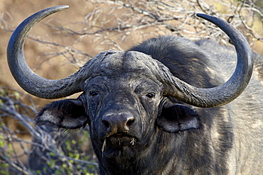 Cape buffalo or African buffalo (Syncerus caffer), Mountain Zebra National Park, South Africa, Africa