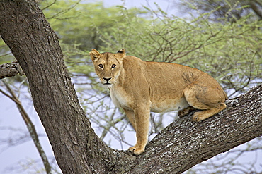 Female lion (lioness) (Panthera leo) up a tree, Serengeti National Park, Tanzania, East Africa, Africa