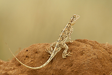 Common ground agama (Agama aculeata), Samburu National Reserve, Kenya, East Africa, Africa