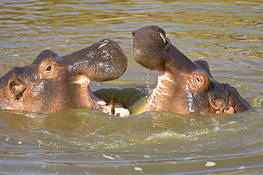 Two hippopotamus (Hippopotamus amphibius) fighting, Masai Mara Game Reserve, Kenya, East Africa, Africa