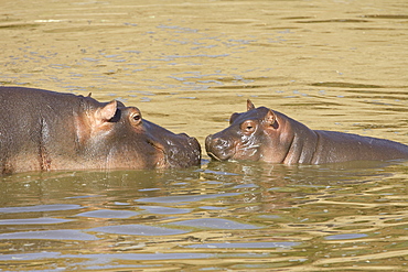 Hippopotamus (Hippopotamus amphibius) mother and baby, Masai Mara National Reserve, Kenya, East Africa, Africa