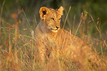 Lion cub (Panthera leo), Masai Mara National Reserve, Kenya, East Africa, Africa