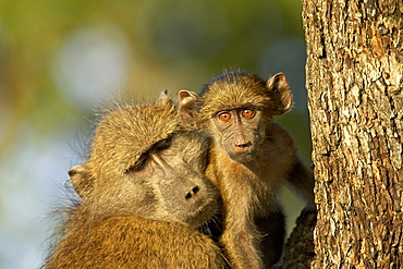 Adult and infant chacma baboon (Papio ursinus), Kruger National Park, South Africa, Africa