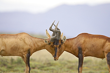 Two male red hartebeest (Alcelaphus buselaphus) sparring, Mountain Zebra National Park, South Africa, Africa