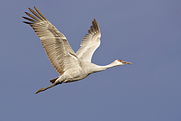 Sandhill crane (Grus canadensis) in flight, Bosque Del Apache National Wildlife Refuge, New Mexico, United States of America, North America