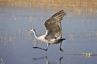 Sandhill crane (Grus canadensis) taking off, Bosque Del Apache National Wildlife Refuge, New Mexico, United States of America, North America