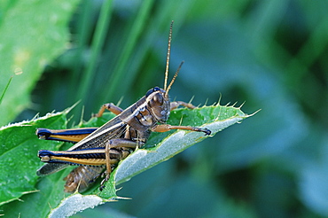 Grasshopper, Glacier National Park, Montana, United States of America, North America