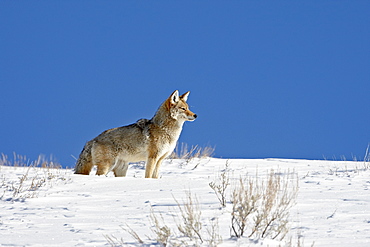 Coyote (Canis latrans) in snow, Yellowstone National Park, Wyoming, United States of America, North America