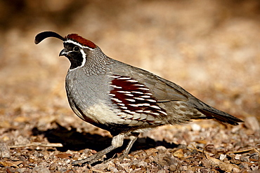 Male Gambel's Quail (Callipepla gambelii) scratching for food, Henderson Bird Viewing Preserve, Henderson, Nevada, United States of America, North America