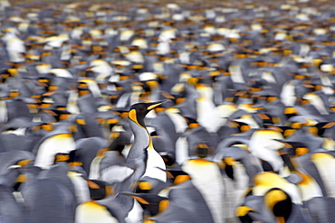 King penguin (Aptenodytes patagonica) walking through the colony, Salisbury Plain, South Georgia, Polar Regions