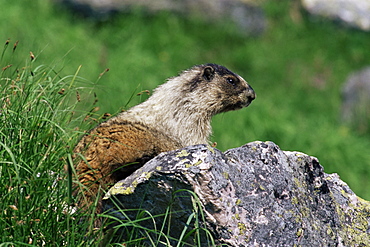 Hoary marmot (Marmotta caligata), Banff National Park, Alberta, Canada, North America