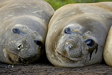 Two female Southern elephant seal (Sea elephant) (Mirounga leonina), Grytviken, South Georgia, Polar Regions