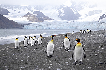 King penguin (Aptenodytes patagonica) at Moltke Harbor near Ross Glacier, Royal Bay, South Georgia, Polar Regions