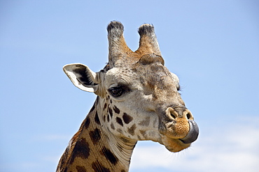 Masai giraffe (Giraffa camelopardalis tippelskirchi) cleaning its nose, Masai Mara National Reserve, Kenya, East Africa, Africa