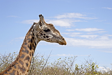 Masai giraffe (Giraffa camelopardalis tippelskirchi), Masai Mara National Reserve, Kenya, East Africa, Africa