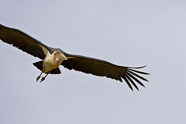 Marabou stork (Leptoptilos crumeniferus) in flight, Masai Mara National Reserve, Kenya, East Africa, Africa