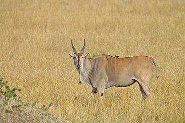 Common eland (Taurotragus oryx) with red-billed oxpecker (Buphagus erythrorhynchus), Masai Mara National Reserve, Kenya, East Africa, Africa