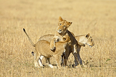 Lion (Panthera leo) cubs playing, Masai Mara National Reserve, Kenya, East Africa, Africa