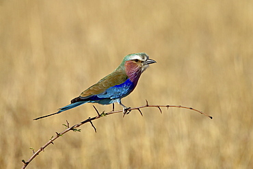 Lilac-breasted roller (Coracias caudata), Masai Mara National Reserve, Kenya, East Africa, Africa