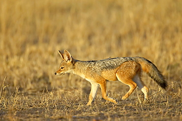 Young black-backed jackal (silver-backed jackal) (Canis mesomelas), Masai Mara National Reserve, Kenya, East Africa, Africa