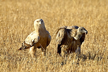 Tawny eagle (Aquila rapax) and African white-backed vulture (Gyps africanus), Masai Mara National Reserve, Kenya, East Africa, Africa