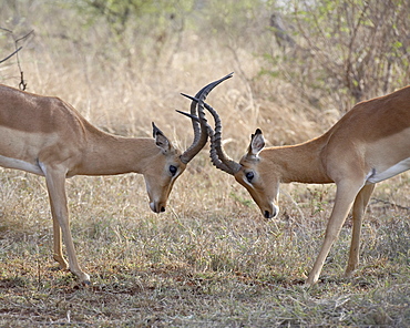 Two male impala (Aepyceros melampus) sparring, Kruger National Park, South Africa, Africa