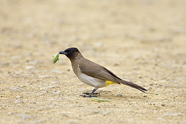 Black-eyed bulbul (dark-capped bulbu) (Pycnonotus barbatus or tricolor), Hluhluwe Game Reserve, South Africa, Africa