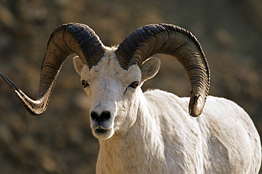 Male dall sheep (Ovis dalli), Denali National Park, Alaska, United States of America, North America