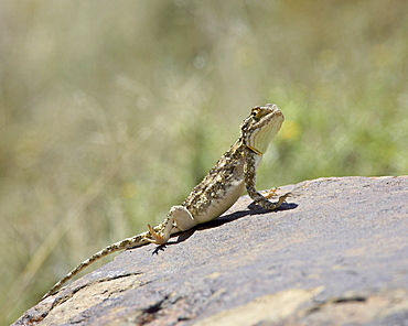 Southern spiny agama (Agama hispida), Mountain Zebra National Park, South Africa, Africa