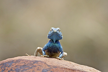 Southern rock agama (Agama atra atra), Mountain Zebra National Park, South Africa, Africa