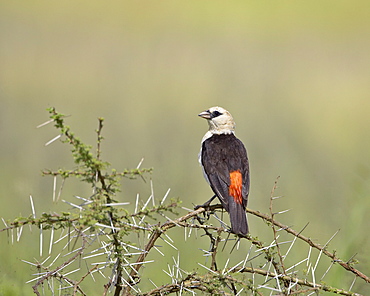 White-headed buffalo-weaver (Dinemellia dinemelli), Serengeti National Park, Tanzania, East Africa, Africa